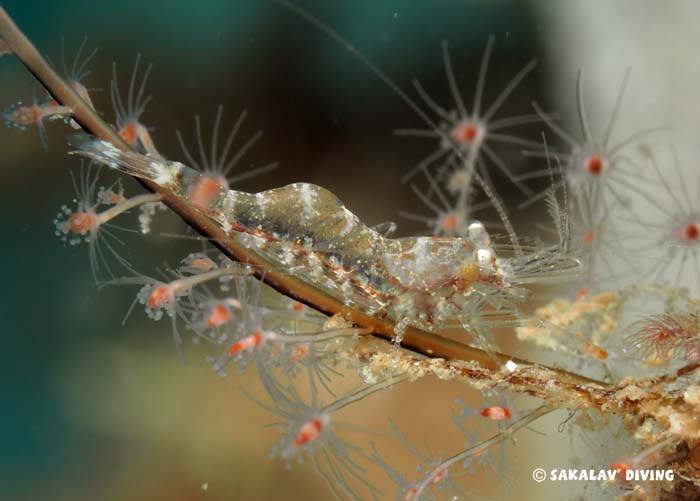 Photos plongée macro à Nosy Be